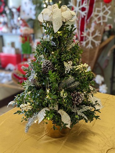 Golden Holiday Boxwood Tree