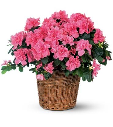 Azalea Plant