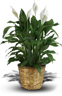 Simply Elegant Spathiphyllum ( Peace Lily )