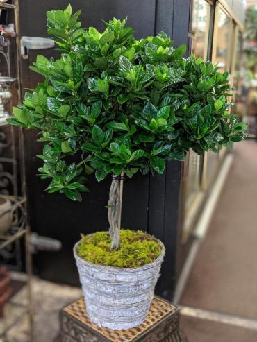 Gardenia Topiary