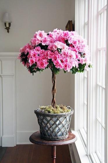 Azalea Topiary