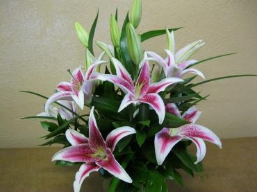 Lily Vase