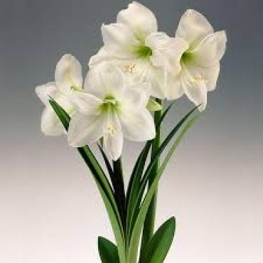 Amaryllis Bulb Plant