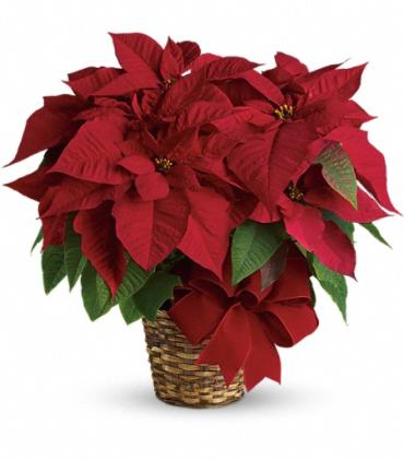 Red Christmas Poinsettia