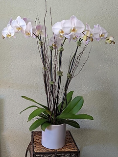 Double Phalaenopsis Orchid Plant